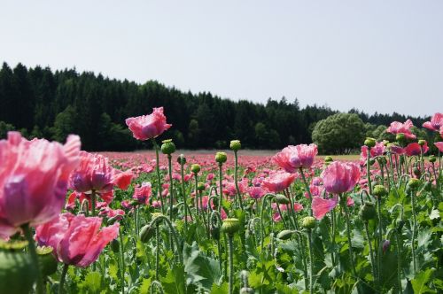 poppy field of poppies klatschmohn