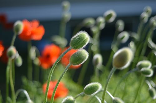 poppy summer orange