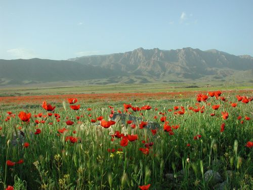 poppy mountains ararat