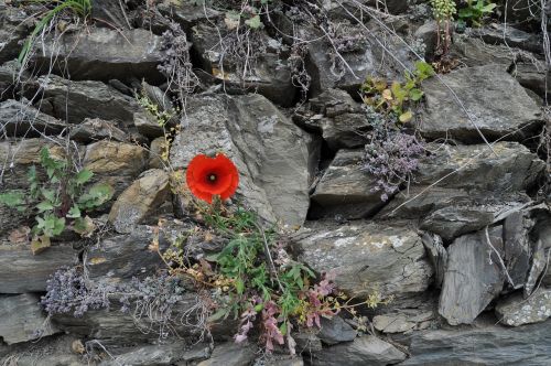 poppy stones wall