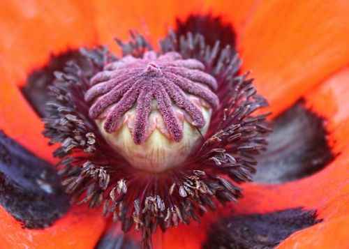 poppy macro red