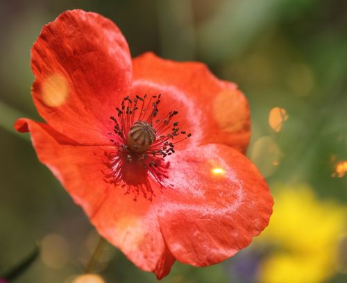 poppy macro red