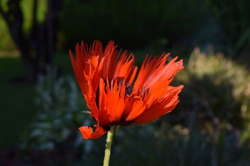 poppy flower poppy flower