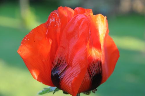 poppy red poppy flower