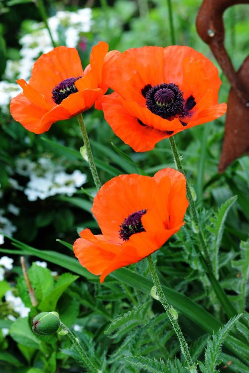 poppy flower blossom