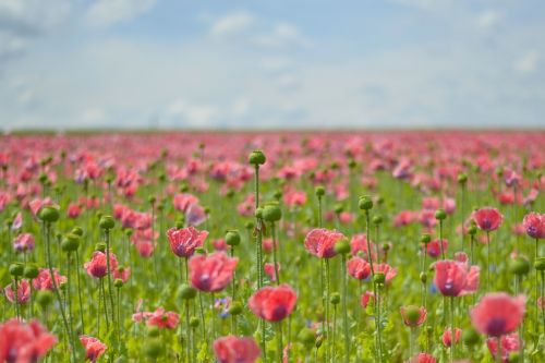 poppy field of poppies mohngewaechs