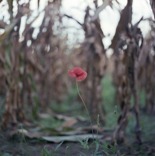 poppy alone field