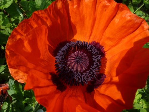 poppy red red poppy