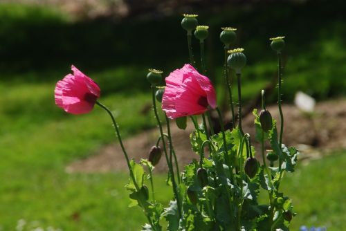 poppy pink summer