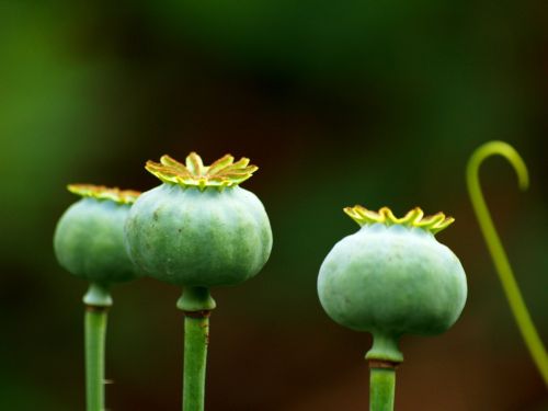 poppy poppy capsule flower