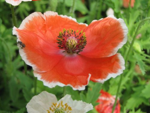 poppy flower floral