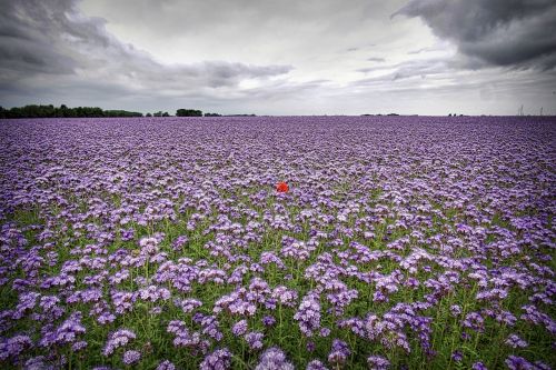 poppy field flowers