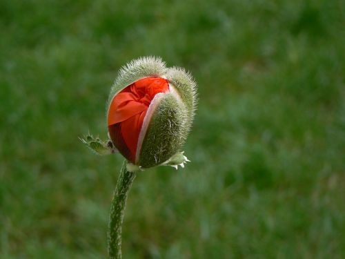 poppy macro red