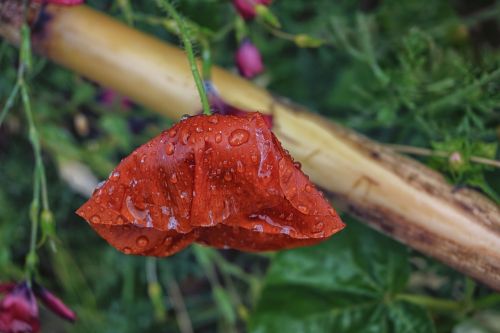 poppy rain drops of water