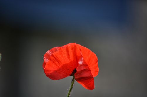 poppy flower flora