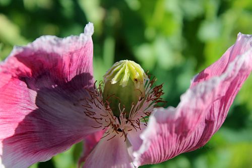 poppy flower blossom