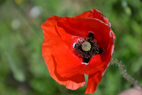 poppy red flower