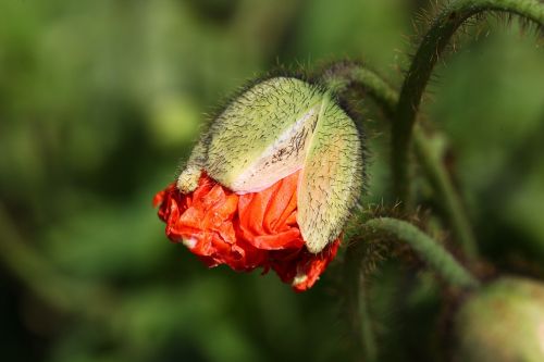 poppy bud orange