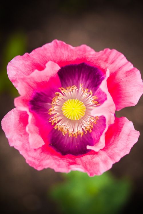 poppy flower pink