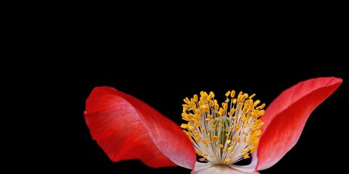 poppy plant nature