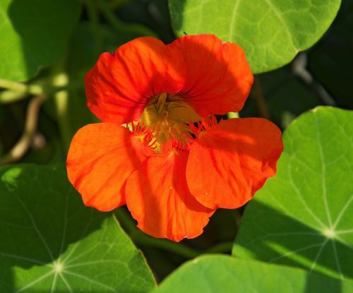 poppy blossom bloom