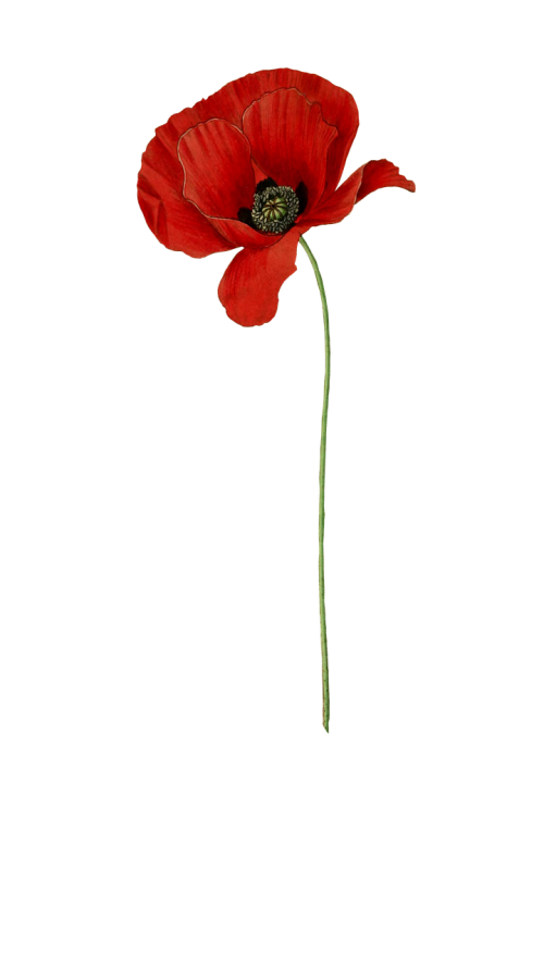 poppy flower plant