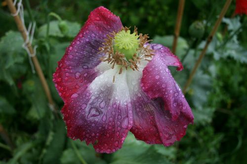 poppy flower raindrops