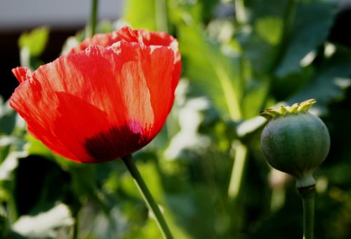 poppy flower open