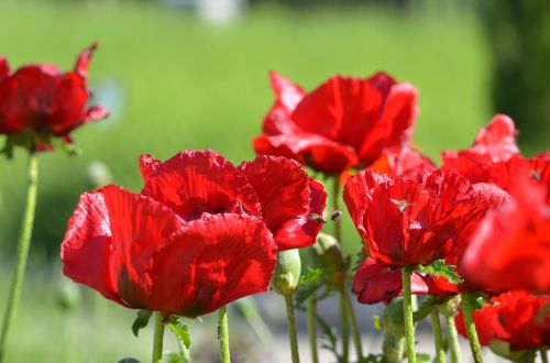 poppy plant red