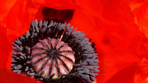 poppy red meadow