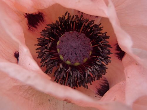 poppy blossom bloom