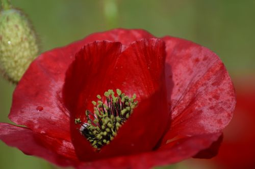 poppy poppy flower summer