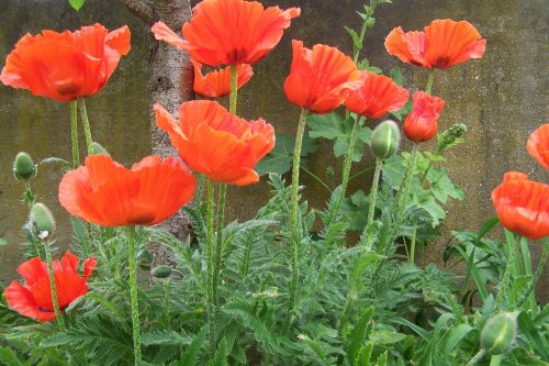 poppy red poppy