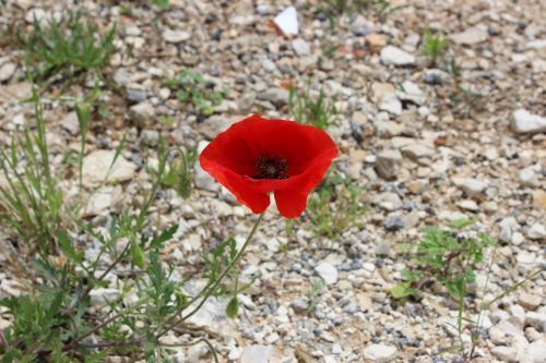 poppy flower nature