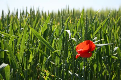 poppy flower cornfield