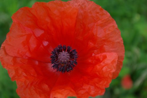 poppy red blossom