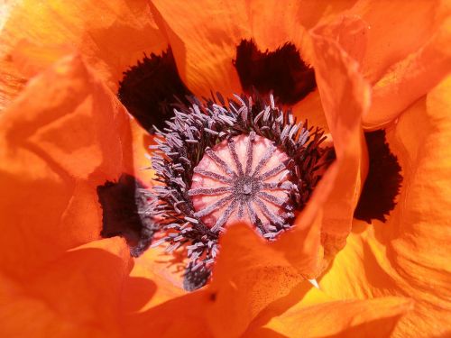 poppy orange blossom