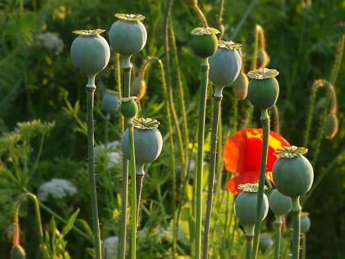 poppy klatschmohn poppy flower