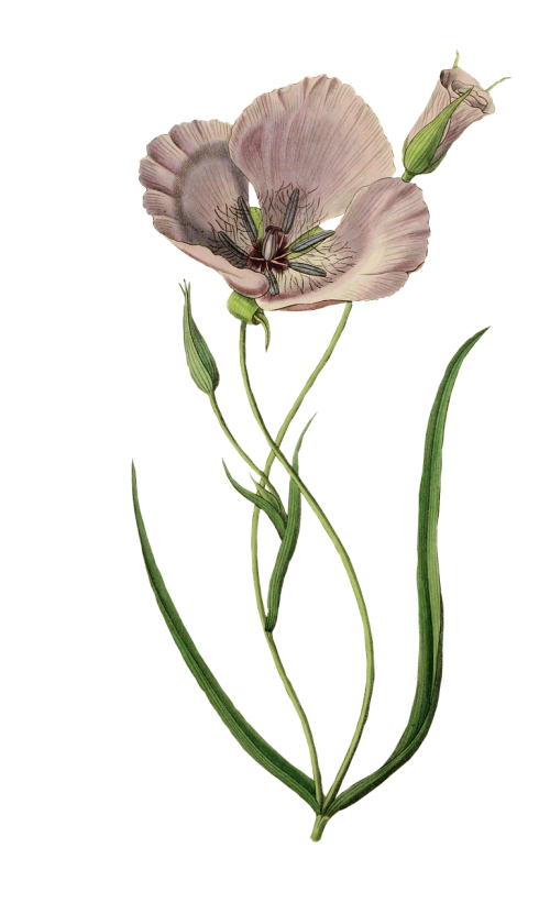 poppy flower plant