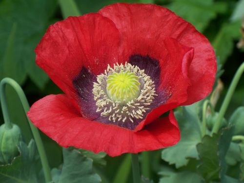 poppy flower garden