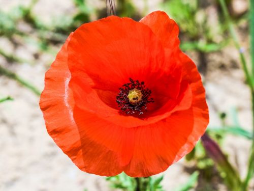 poppy wildflower red