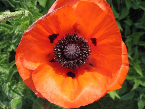 poppy blossom bloom