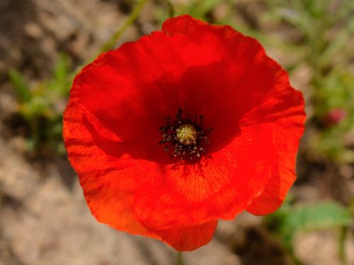 poppy wildflower red