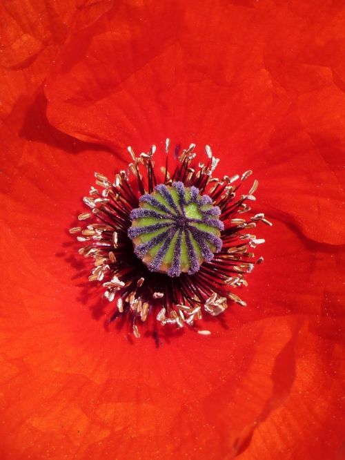 poppy detail pollen