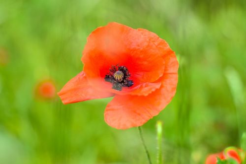 poppy plant nature