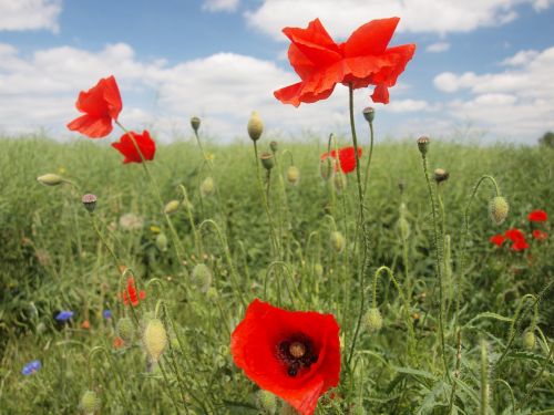 poppy klatschmohn summer