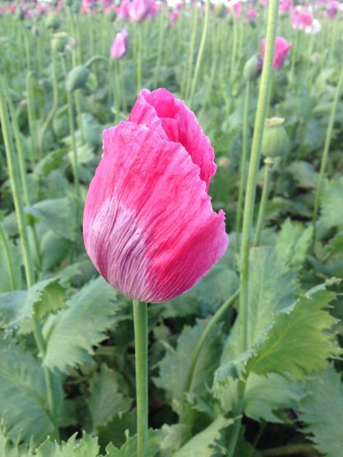 poppy field rose