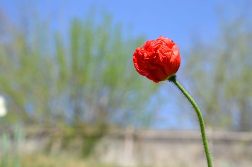 poppy red blossom