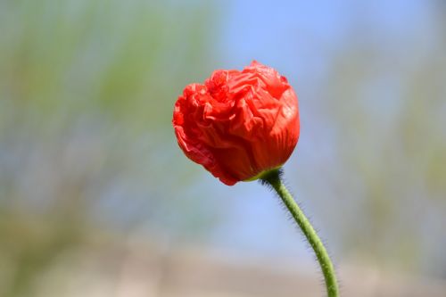 poppy red blossom