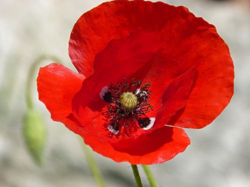 poppy ababol rosella